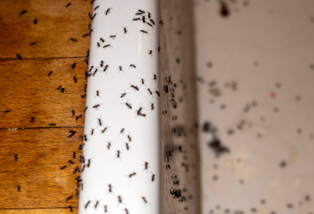 Pest Prevention Services in Savoy, IL