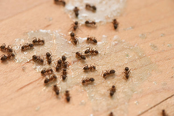 Best Ant Control Services  in Savoy, IL